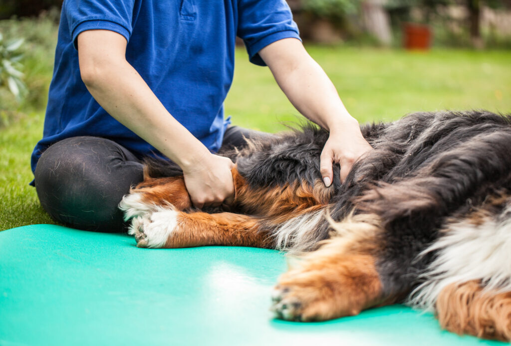 chien avec de l'arthrose chez le kinéthérapeute