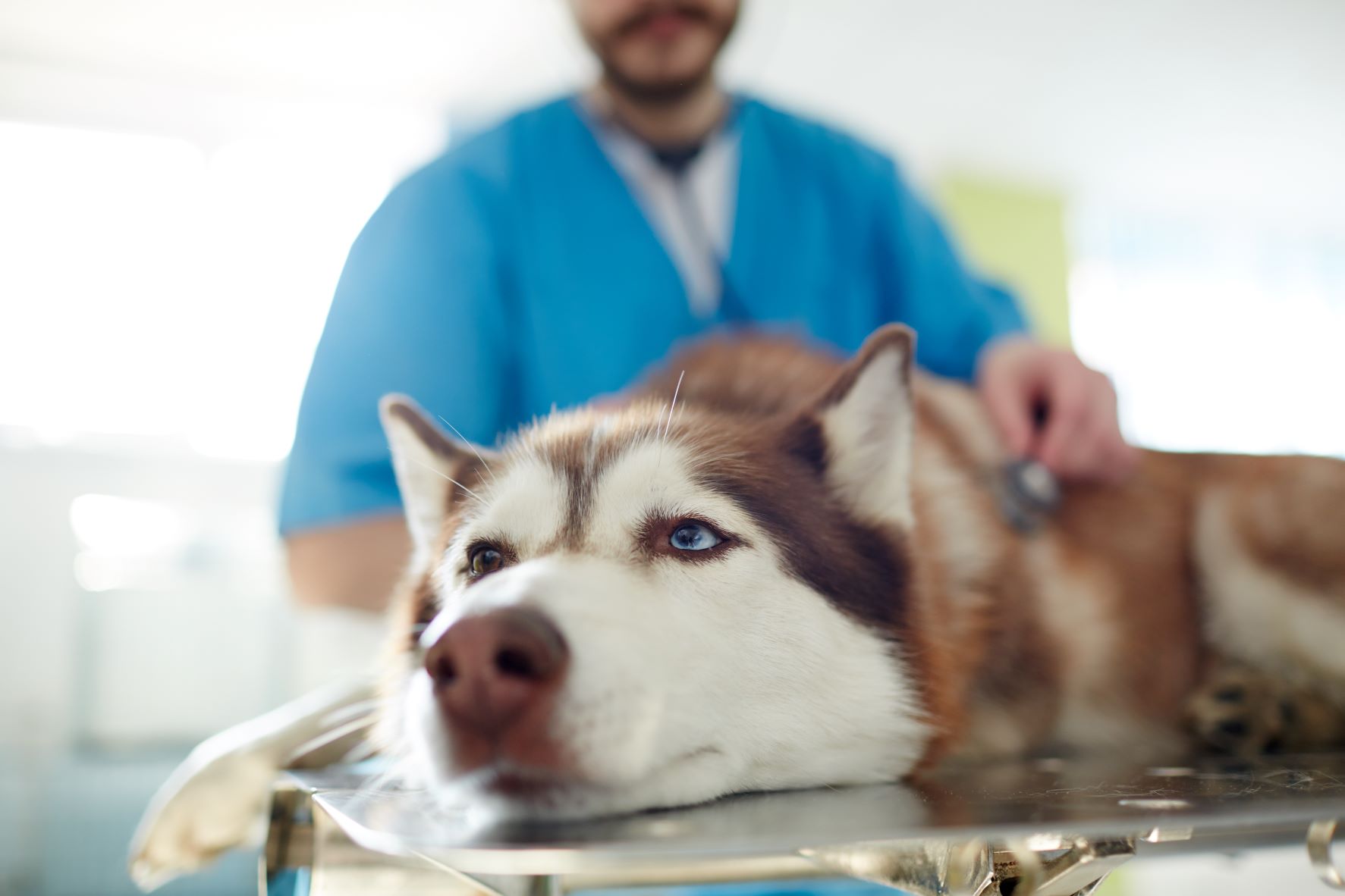Chien qui vomit causes et solutions zooplus Magazine