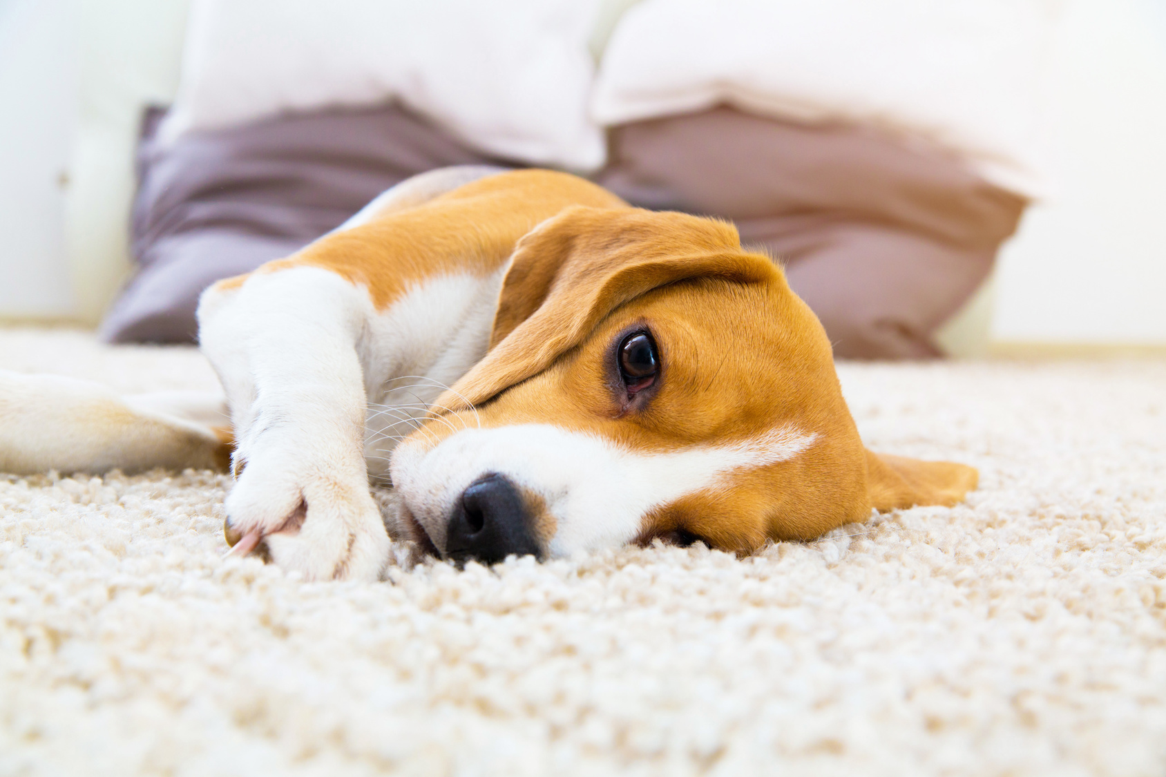 Mon chien est constipé : que faire ? | zooplus Magazine