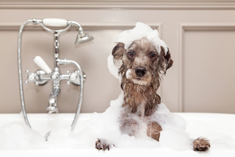 chien dans une baignoire en train d'être lavé