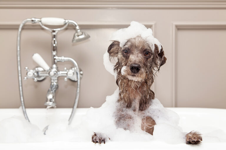 chien dans une baignoire en train d’être lavé chien dans une baignoire en train d'être lavé