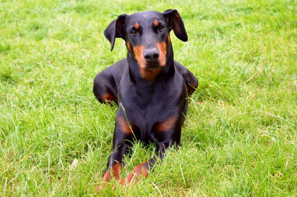 chien doberman dans l'herbe