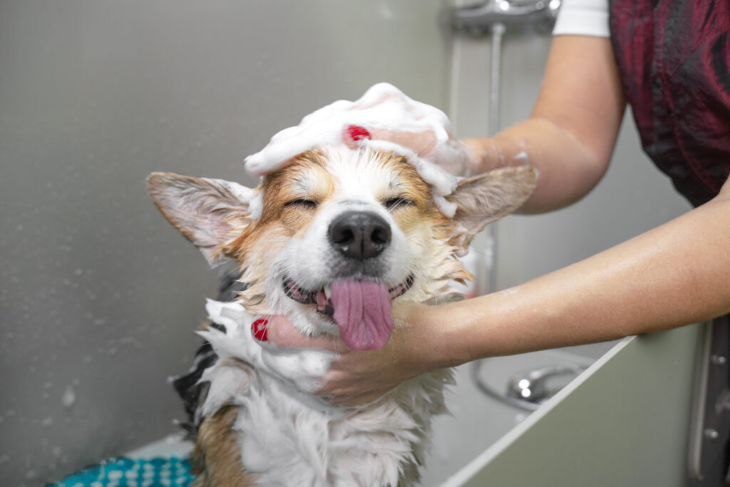 chien en train d'être lavé avec du shampoing par son maître