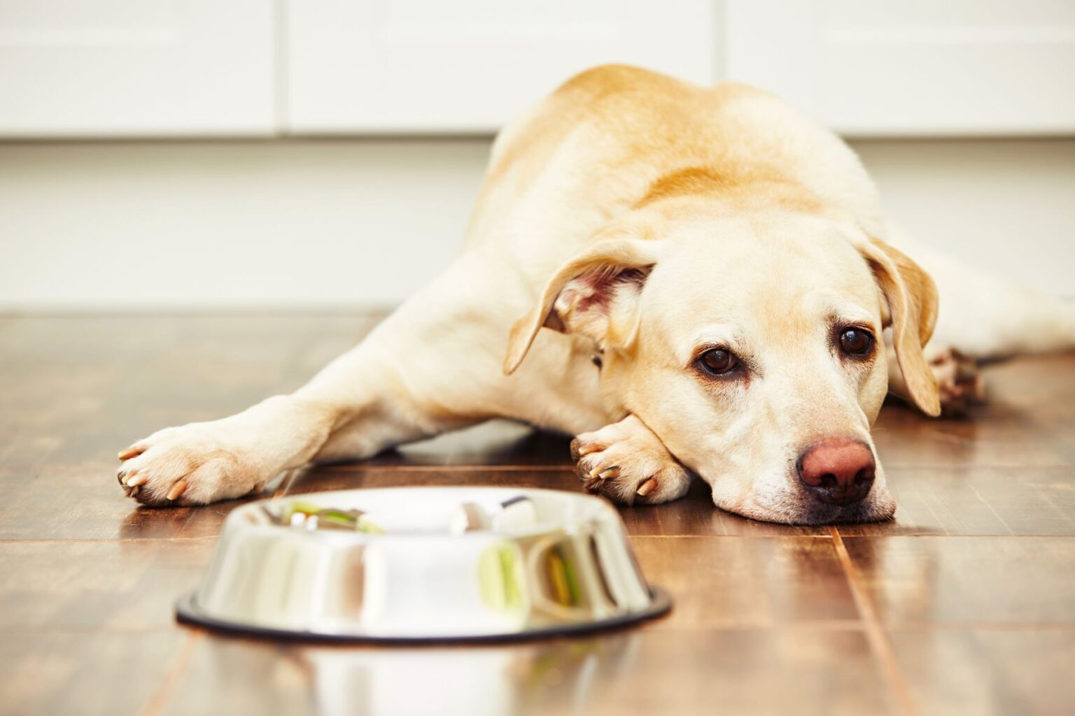 Chien qui vomit causes et solutions zooplus Magazine