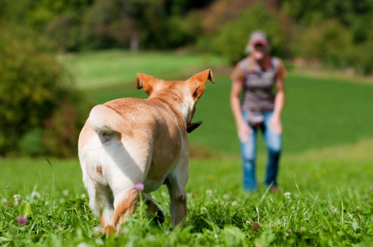 chien qui se promène sans laisse