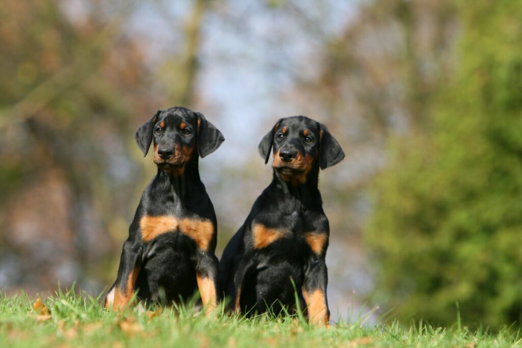 deux chiots doberman noir et feu vus de face