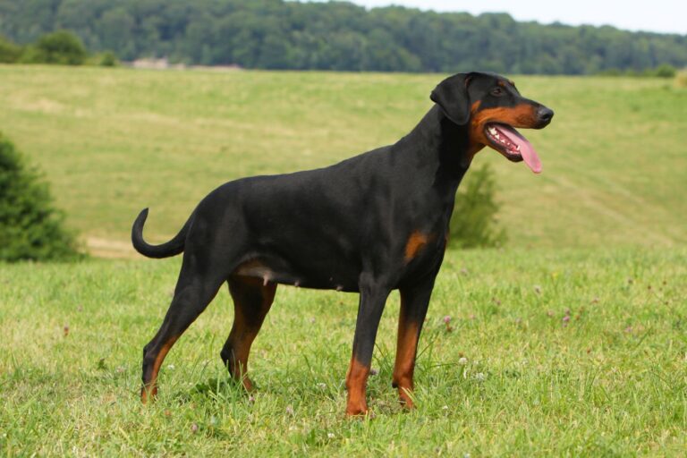 doberman de profil dans un pré