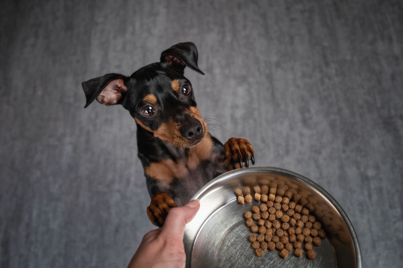 doberman debout devant une gamelle de croquettes