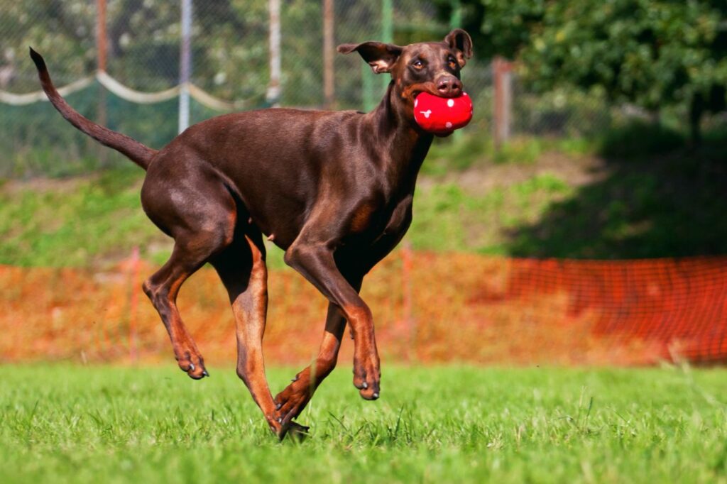 doberman brun qui joue dans un jardin