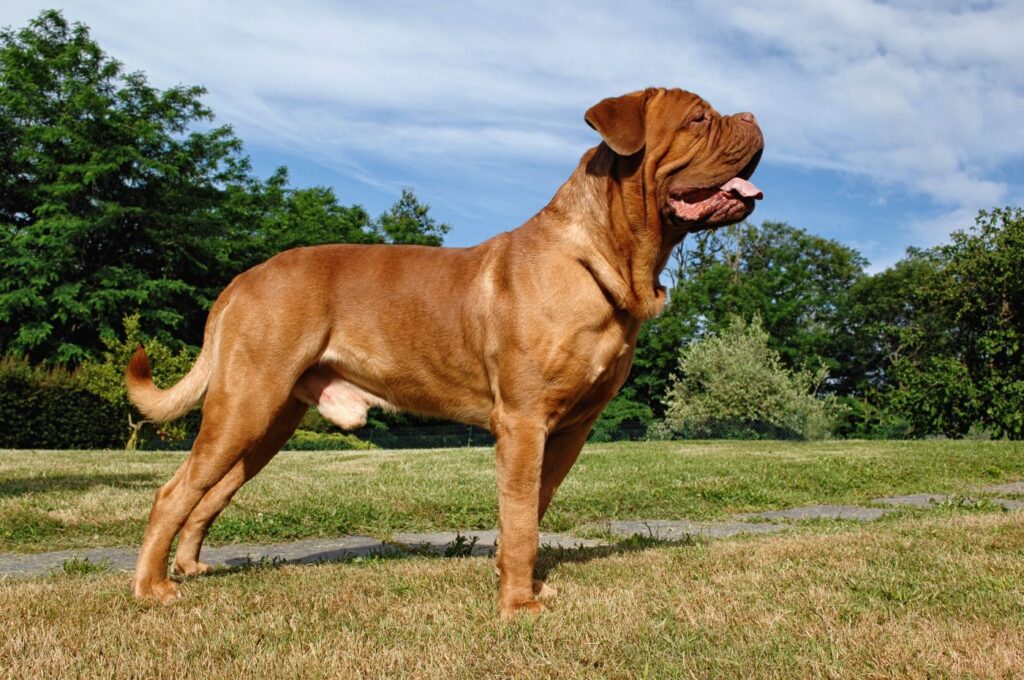 Dogue de Bordeaux vu de profil