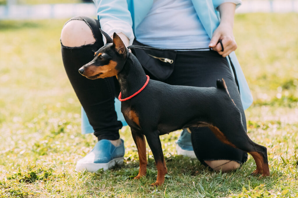 pinscher nain avec son maître