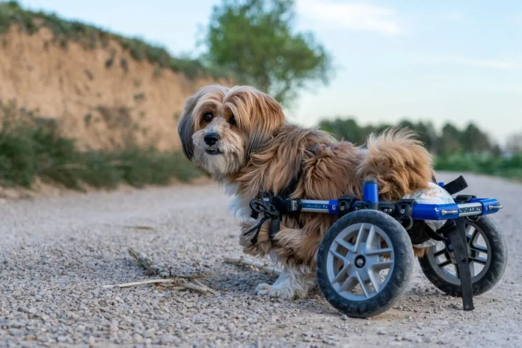 Chien en fauteuil roulant