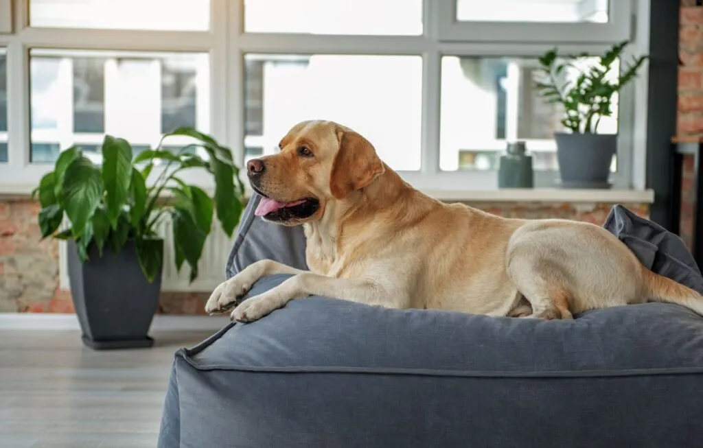 Un chien est allong&eacute; dans un lit orthop&eacute;dique