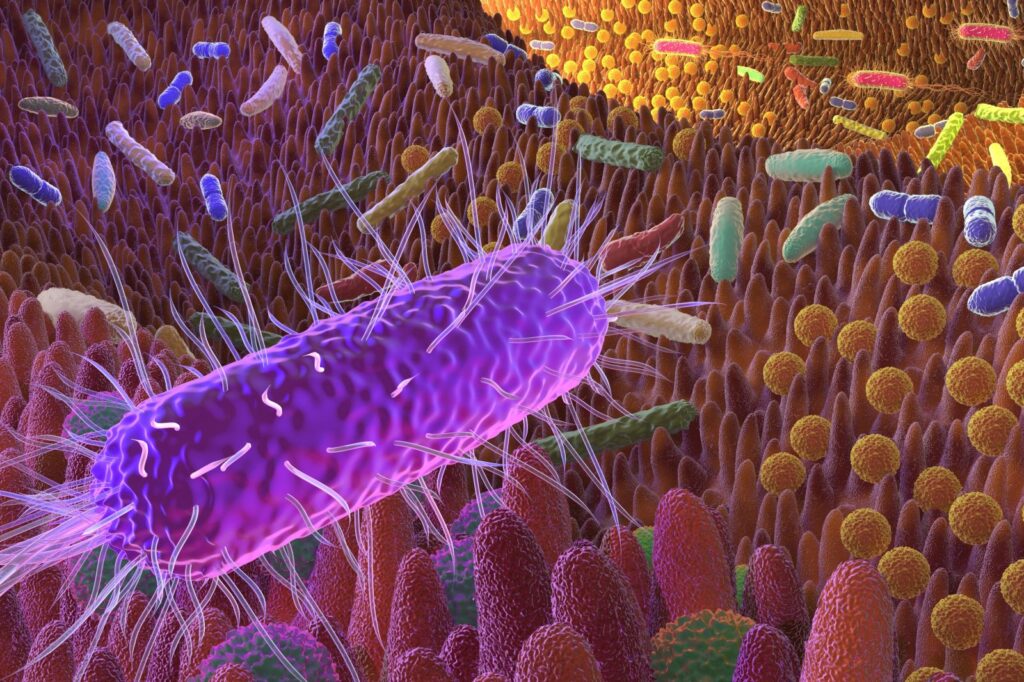 bactéries intestinales dans l’intestin bactéries intestinales dans le gros intestin d'un chien
