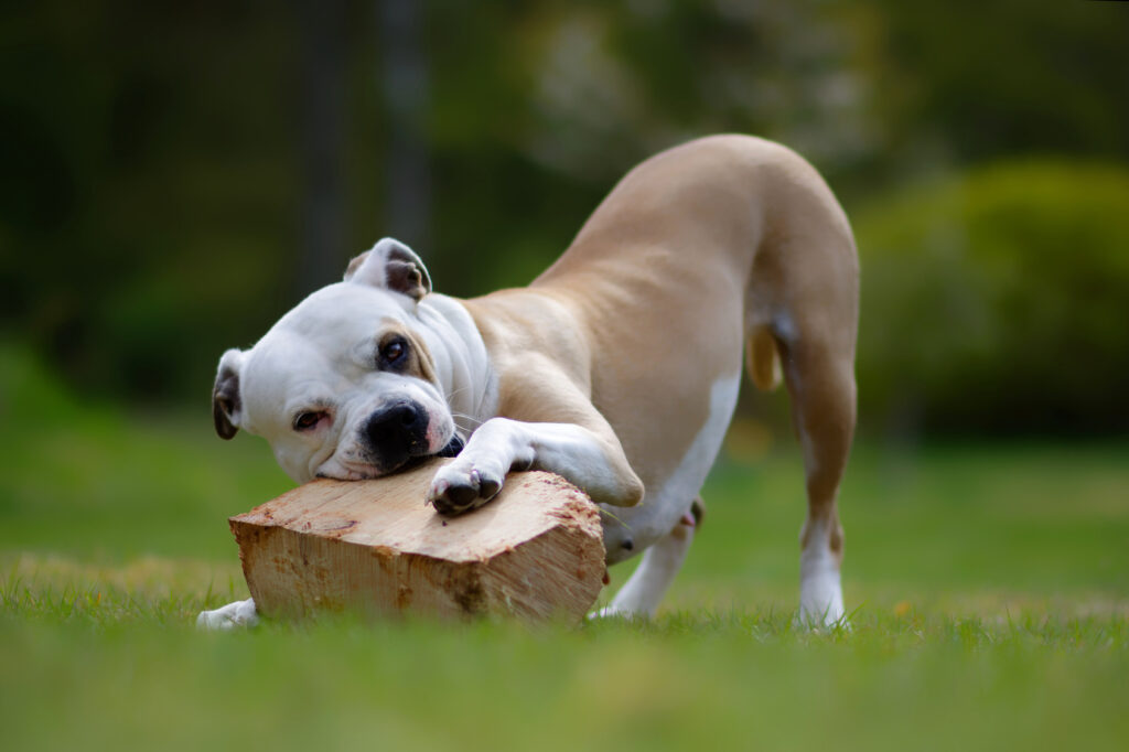 bouledogue américain qui joue