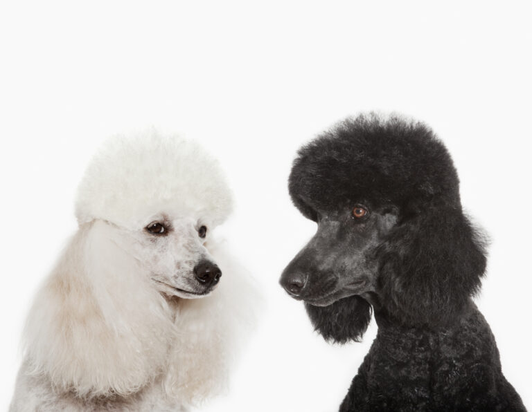 caniche blanc et noir