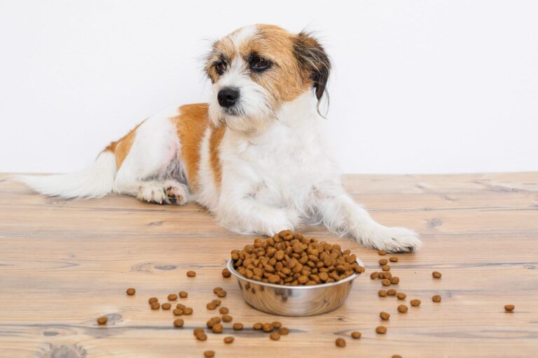 chien devant une gamelle de croquettes enrichies en probiotiques et prébiotiques