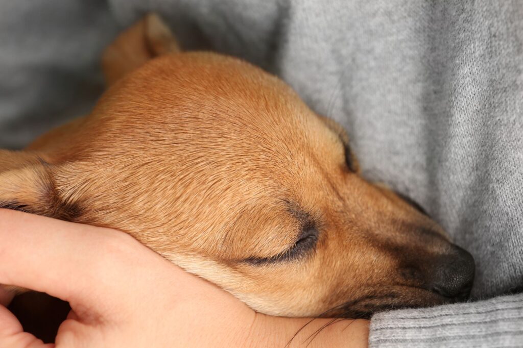 chien dans les bras de son maître avant d'être euthanasié