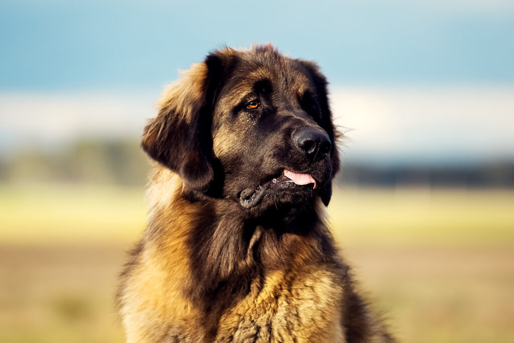 leonberg sur une plage