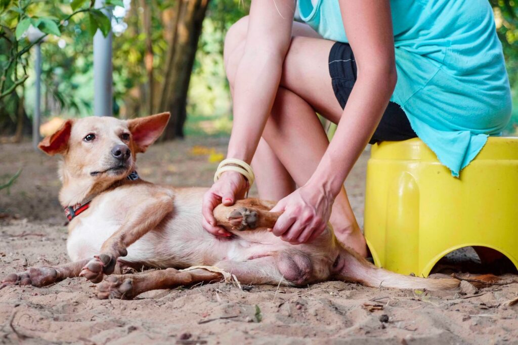 chien qui boite en train de se faire masser par une femme