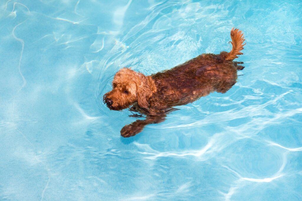 chien souffrant de dysplasie de la hanche qui fait de la natation dans une piscine