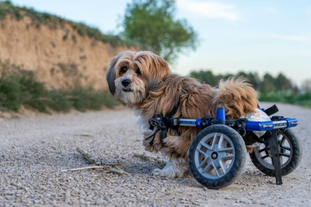 chien souffrant de hernie discale dans un fauteuil roulant