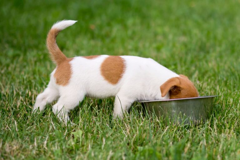 chiot qui mange des croquettes dans une gamelle