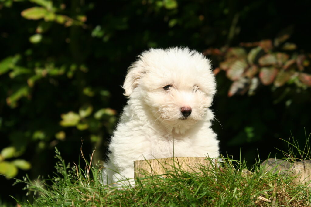 chiot coton de tulear dans l'herbe