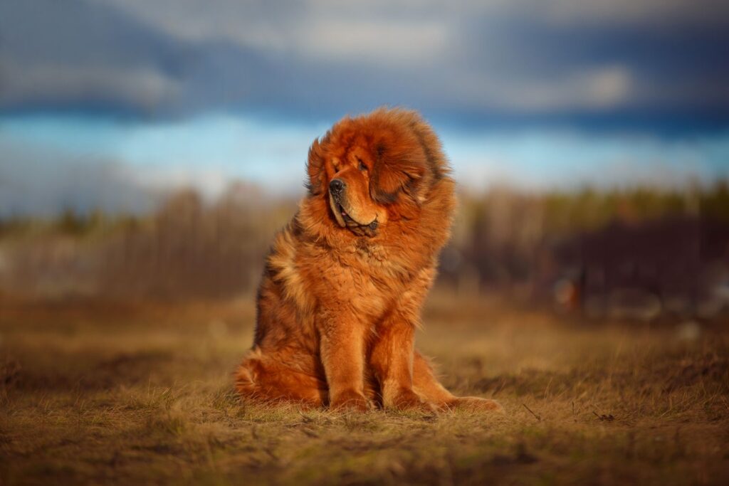 dogue du tibet dans la nature