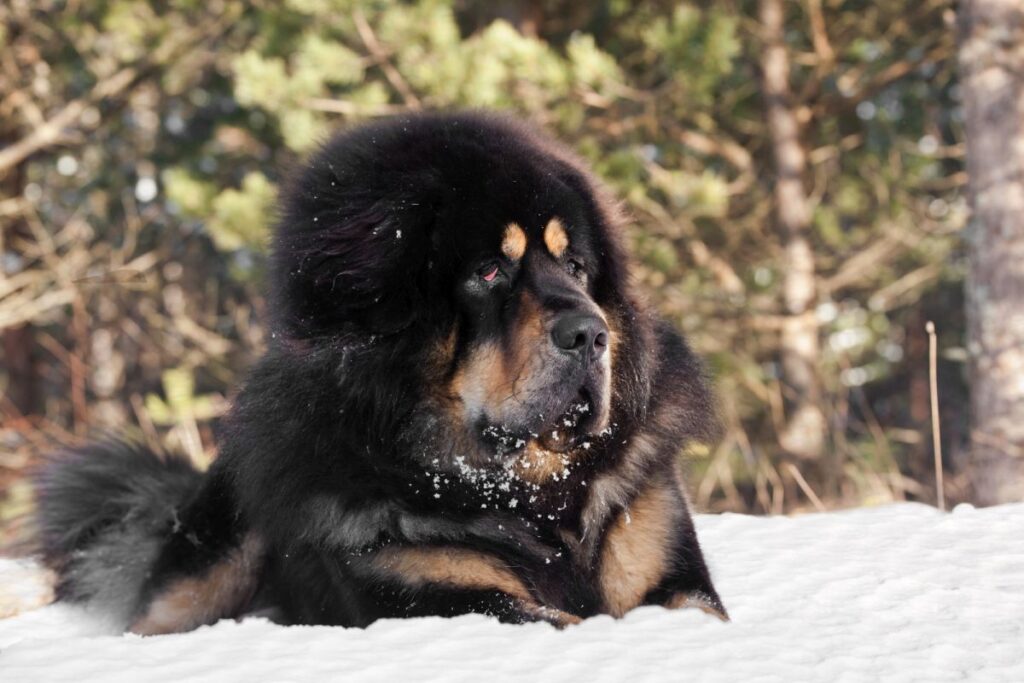 dogue du tibet dans la neige