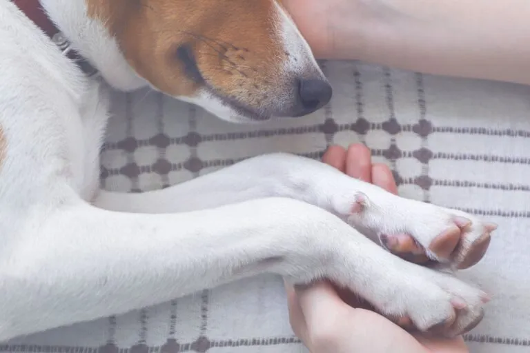 maître tenant la patte de son chien lors de l'euthanasie