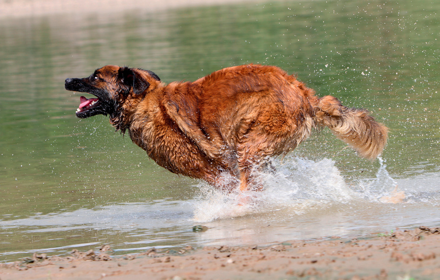 chien leonberg qui court dans l'eau