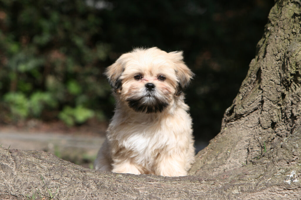 chiot lhassa apso assis sagement de face à la campagne