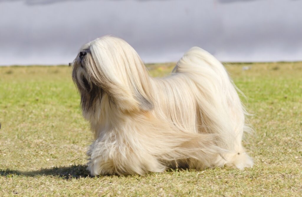 Lhassa apso à poil long qui marche dans l'herbe