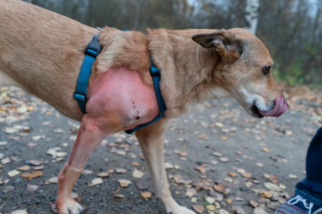 lipome chien 2 chien avec un lipome sur le côté droit