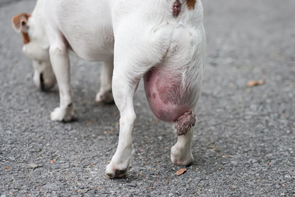 lipome chien 3 chien jack russell avec un gros lipome sur la cuisse