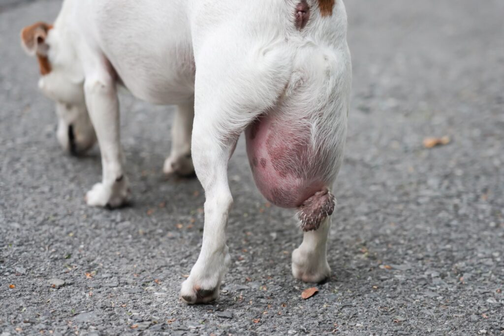 chien jack russell avec un gros lipome sur la cuisse