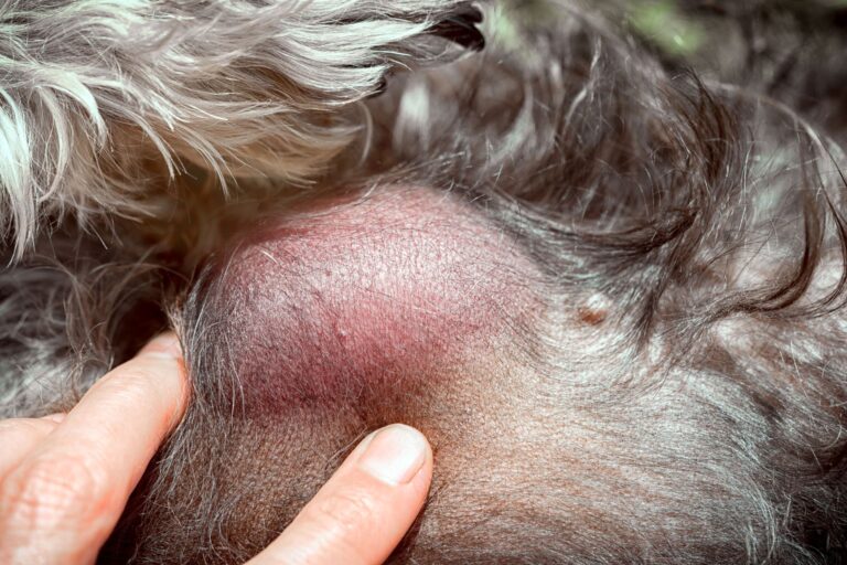 Lipome (boule de graisse) chez le chien | zooplus Magazine