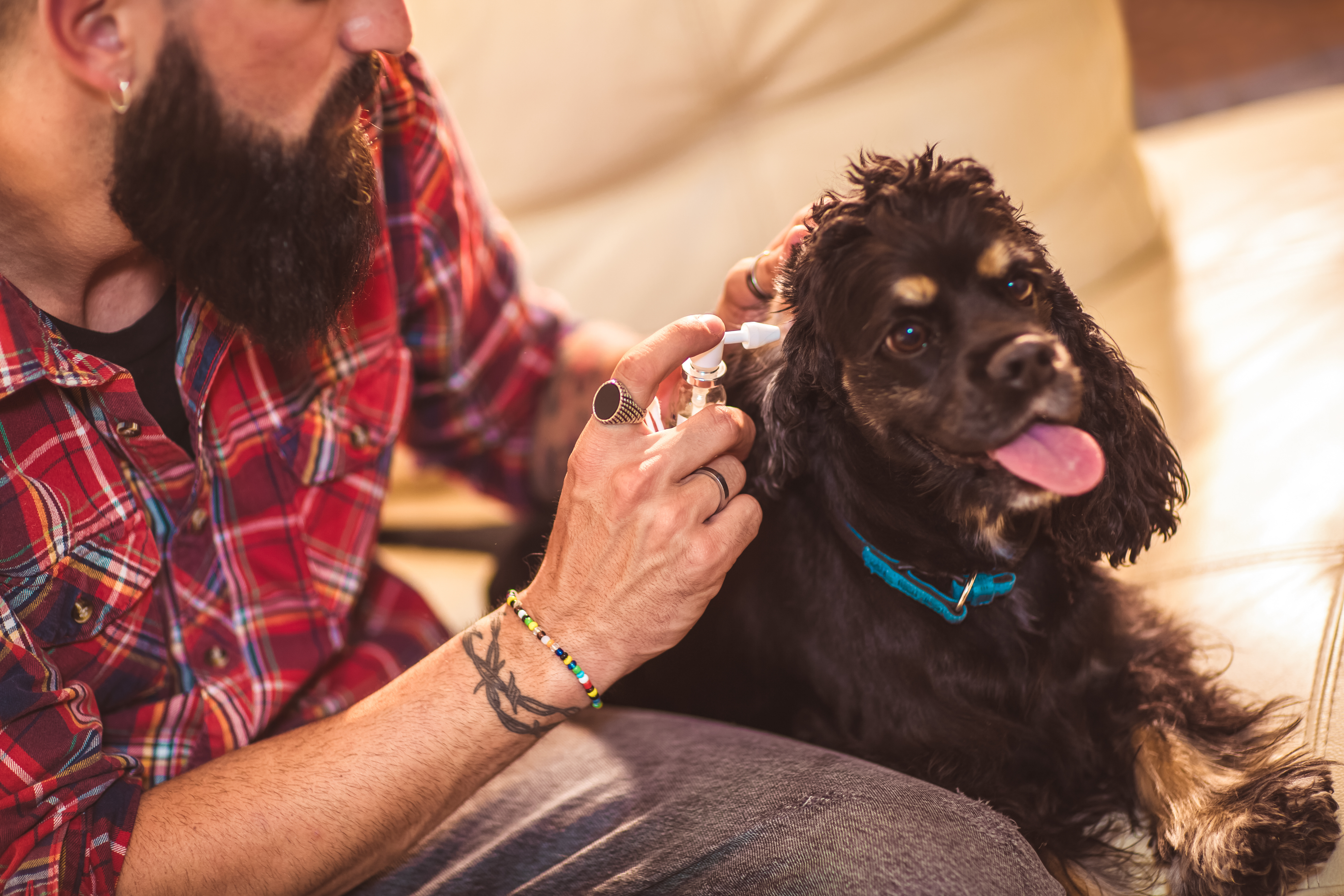 homme qui nettoie l'oreille d'un chien