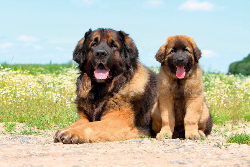 mère leonberg avec son chiot