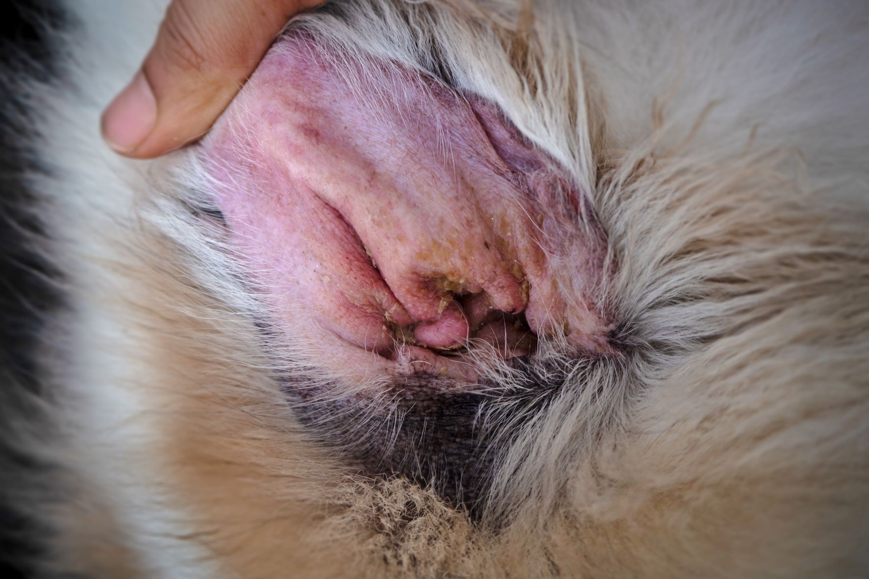 L'otite chez le chien : symptômes et traitement | zooplus Magazine, image size:1773x1182