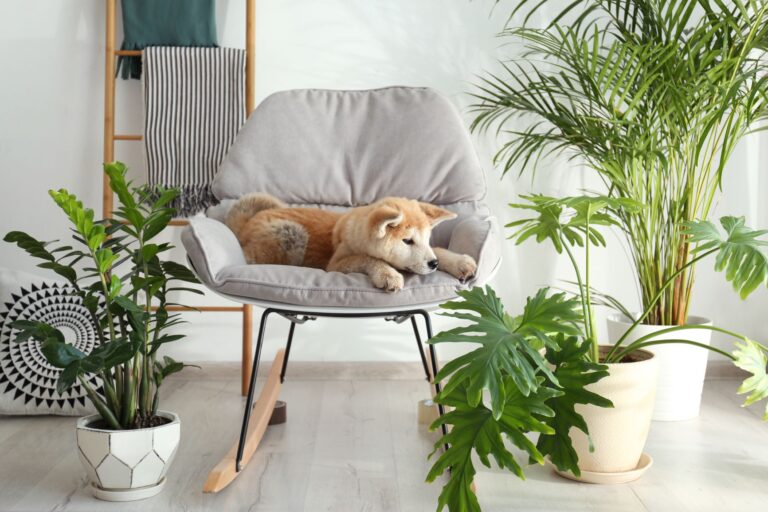 chien assis entre plusieurs plantes d'intérieur
