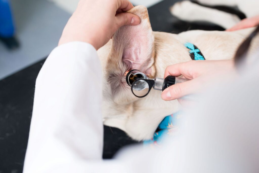 vétérinaire qui examine l'oreille d'un chien souffrant d'une otite