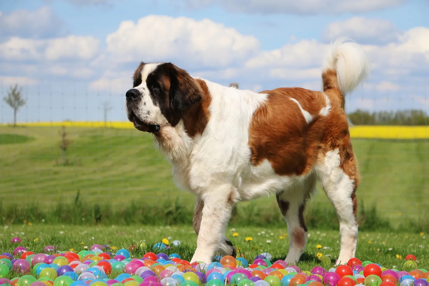chien saint bernard dans un champ de fleurs