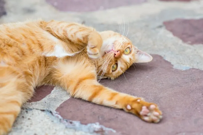 chat en pleine puberté couché sur le sol