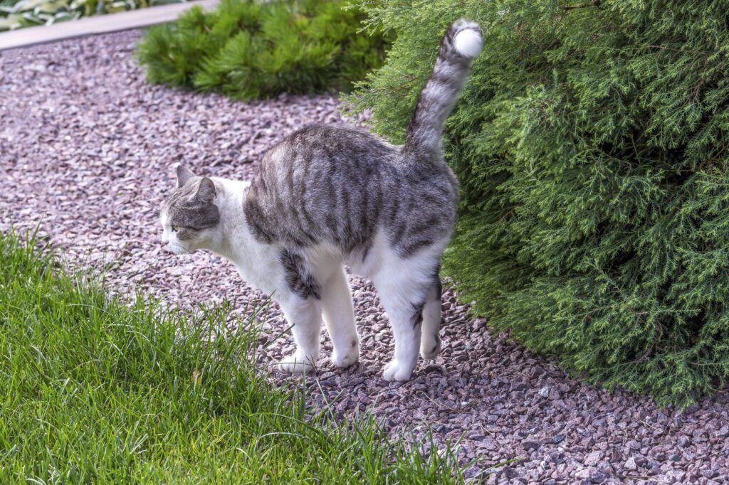 chat en pleine puberté Chat en pleine puberté en train de marquer son territoire sur un buisson