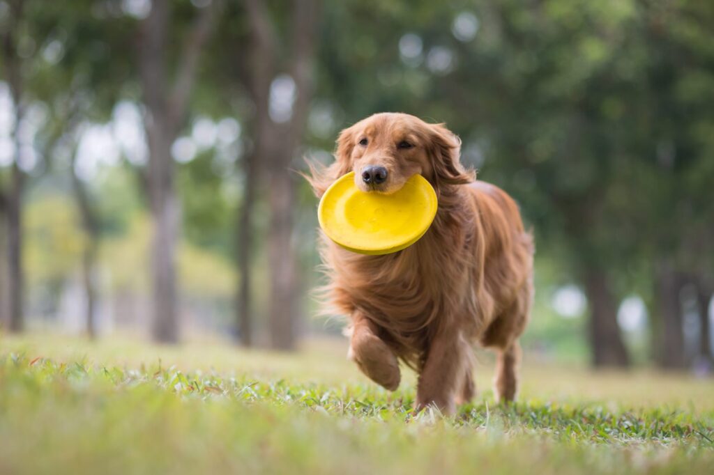 chien qui tient un frisbee dans sa gueule