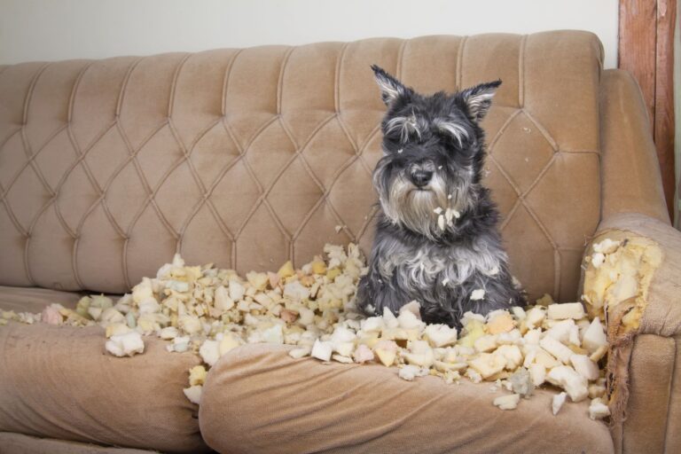 chien adolescent qui a fait des dégâts