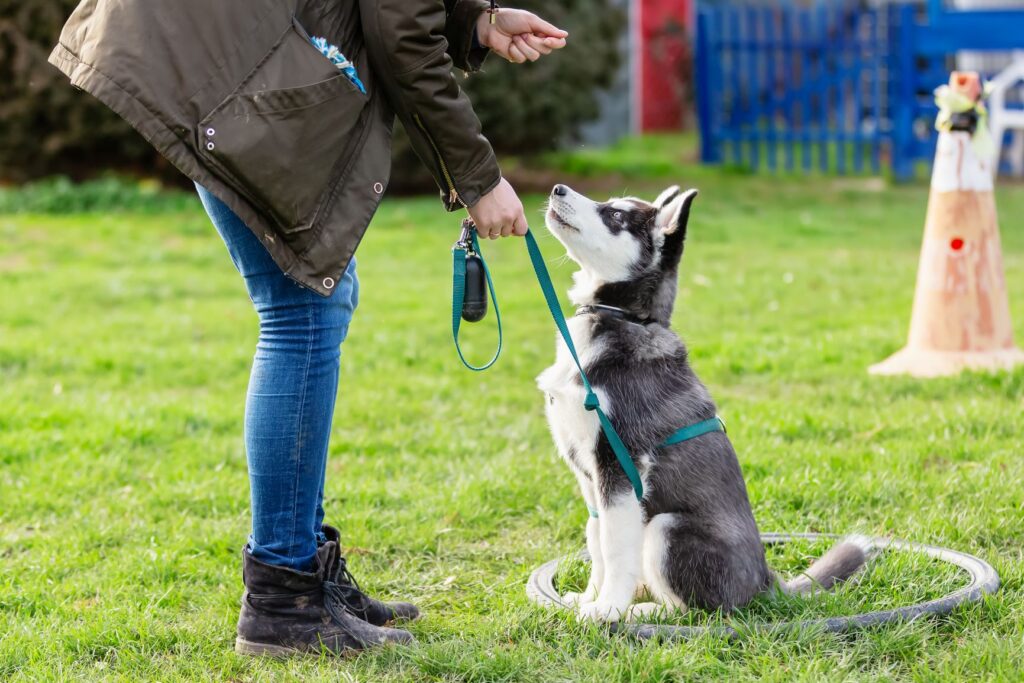 adolescence chez le chien chien adolescent en train d'être éduqué à l'école des chiots