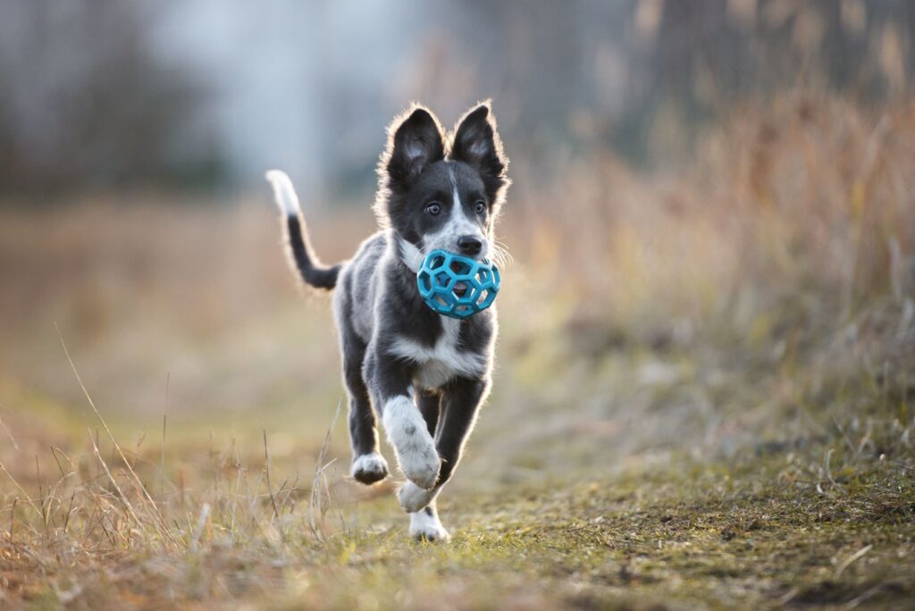 chien adolescent qui tient une balle dans sa gueule